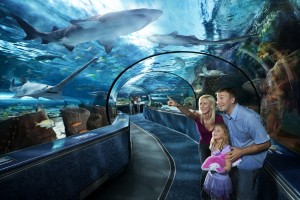 Ripley's Aquarium Vacation Planning Guide