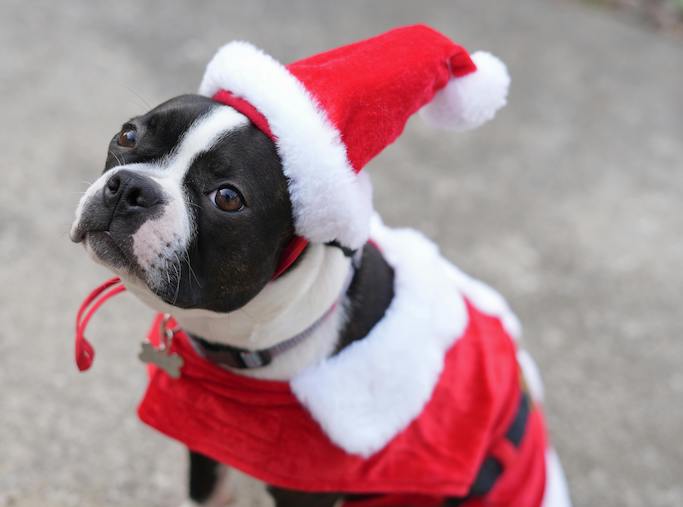Holden-Beach-Sandy-Paws-Parade