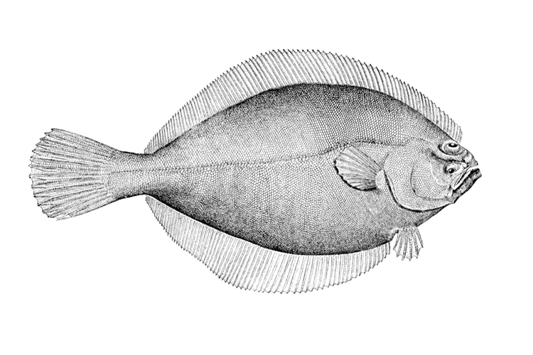 Flounder Limits Shallotte NC Shallottenc